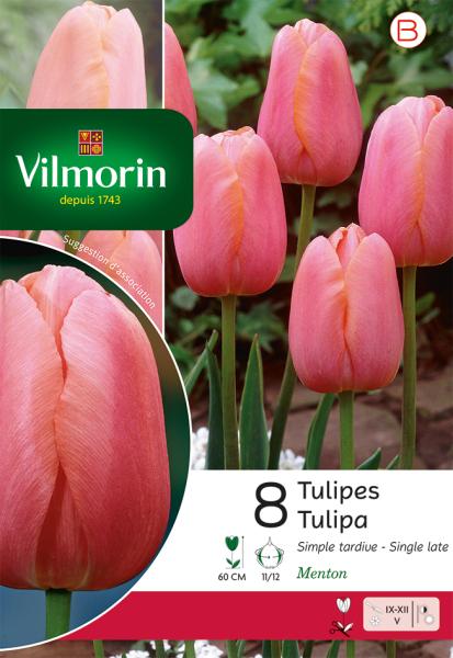 Bulbes à fleurs à planter à l'automne - Tulipe Simple Tardive Menton - face recto